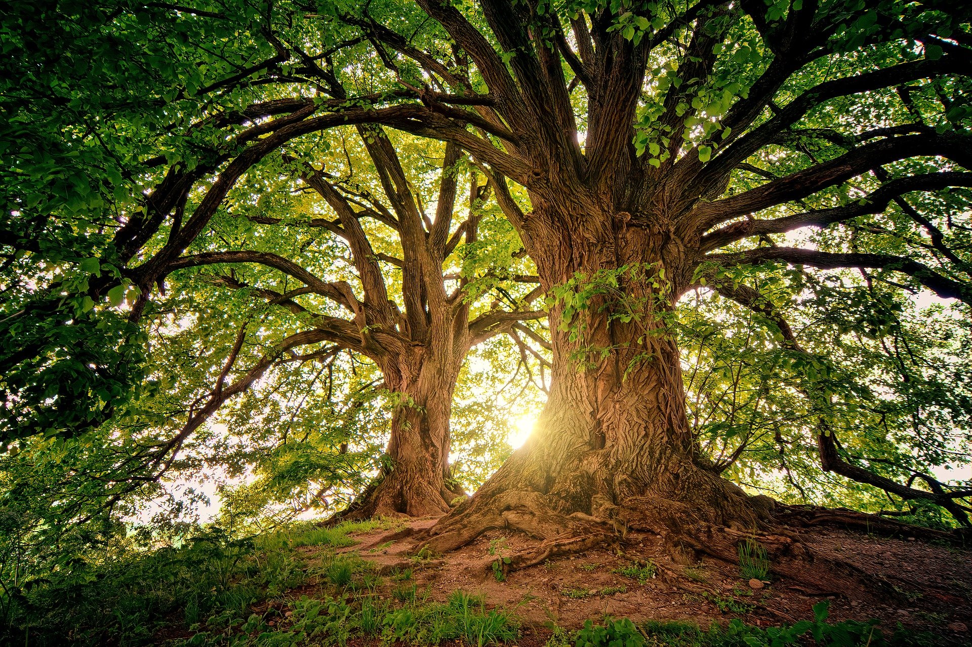 Suis la nature
